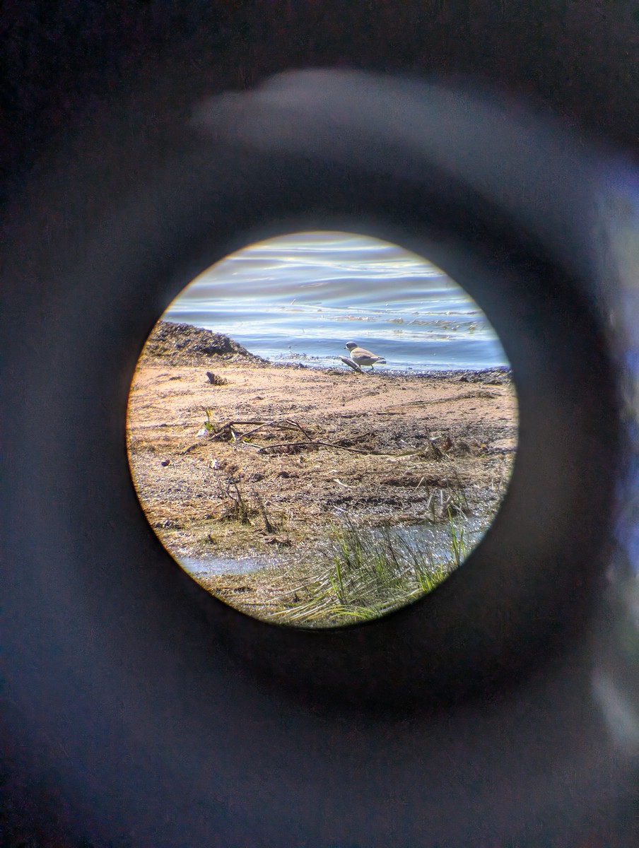 Semipalmated Plover - ML640879818