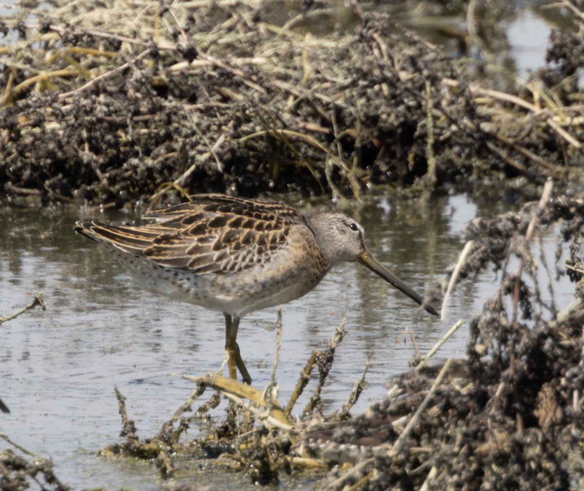 Short-billed Dowitcher - ML640879841