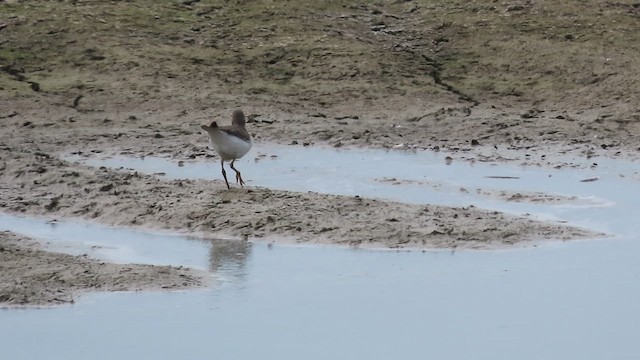 Spotted Sandpiper - ML640879853