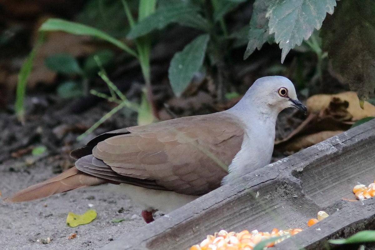 Pallid Dove - ML640879856