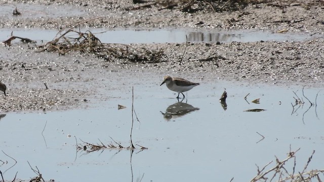 Малый песочник - ML640879885