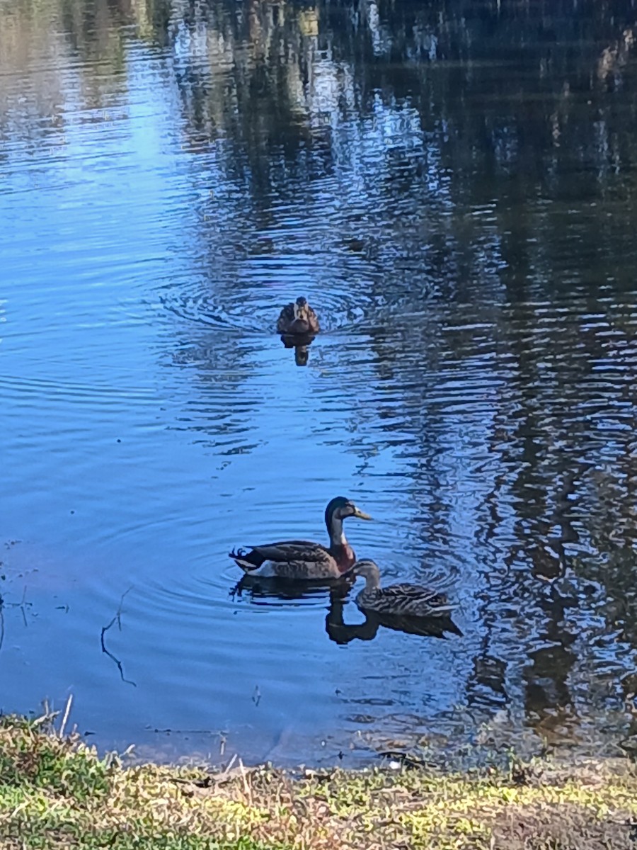 Mallard x Mottled Duck (hybrid) - ML640879924