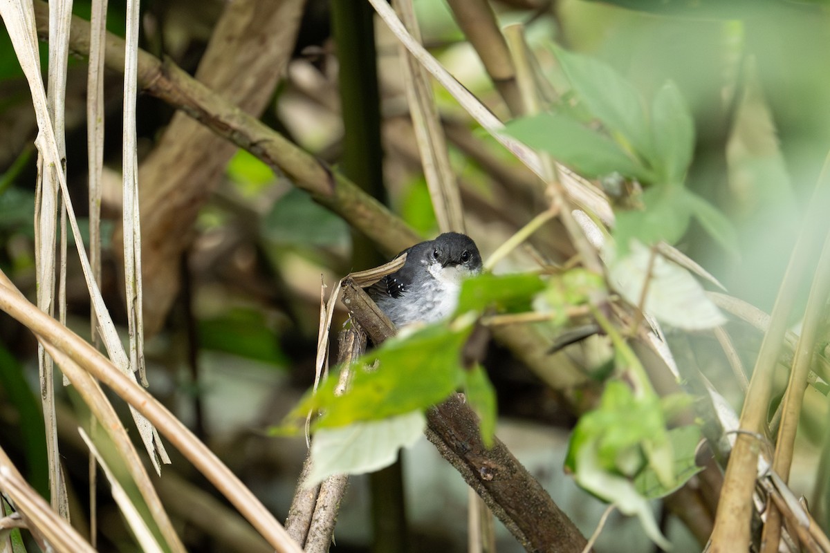 Silberameisenschnäpper - ML640879960