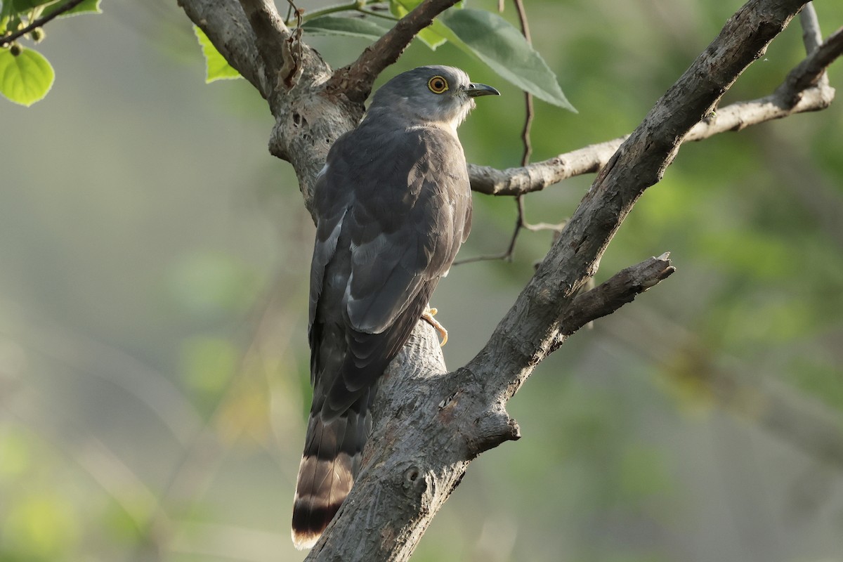 Common Hawk-Cuckoo - ML640879993