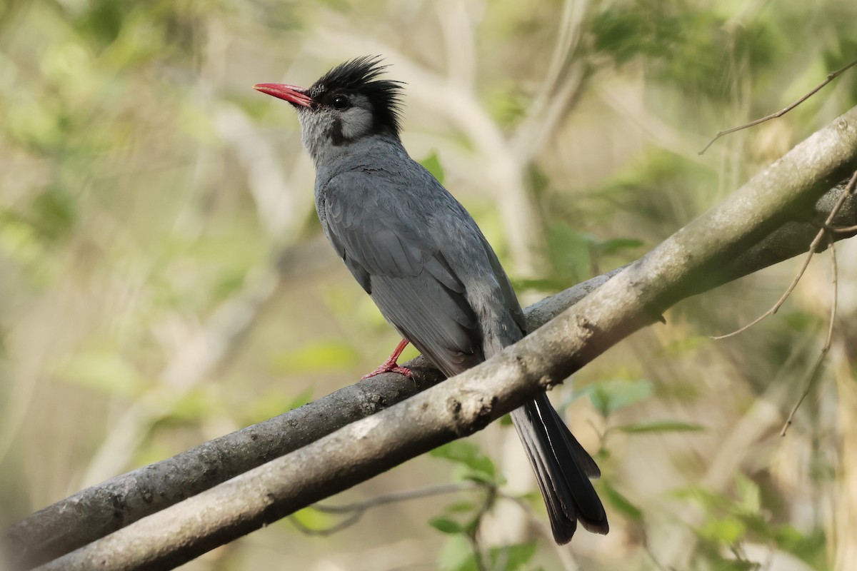 Black Bulbul - ML640880013