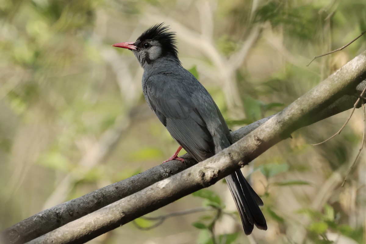Black Bulbul - ML640880014