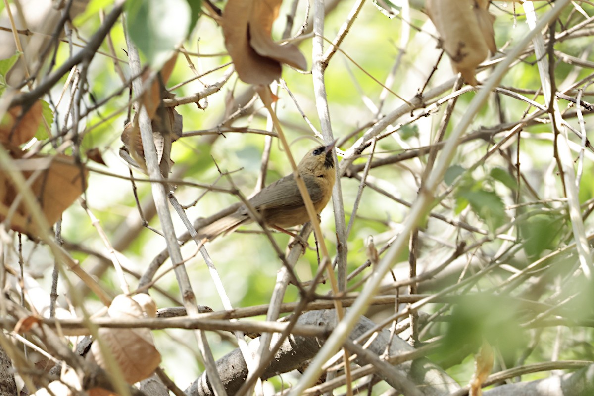 Black-chinned Babbler - ML640880023