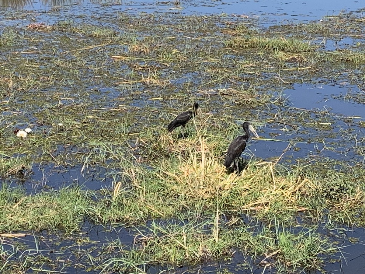 African Openbill - ML640880028