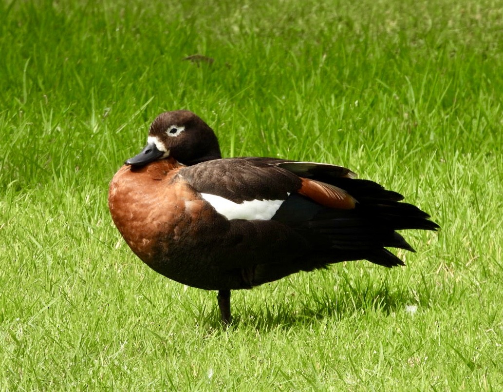 Tadorne d'Australie - ML640880041
