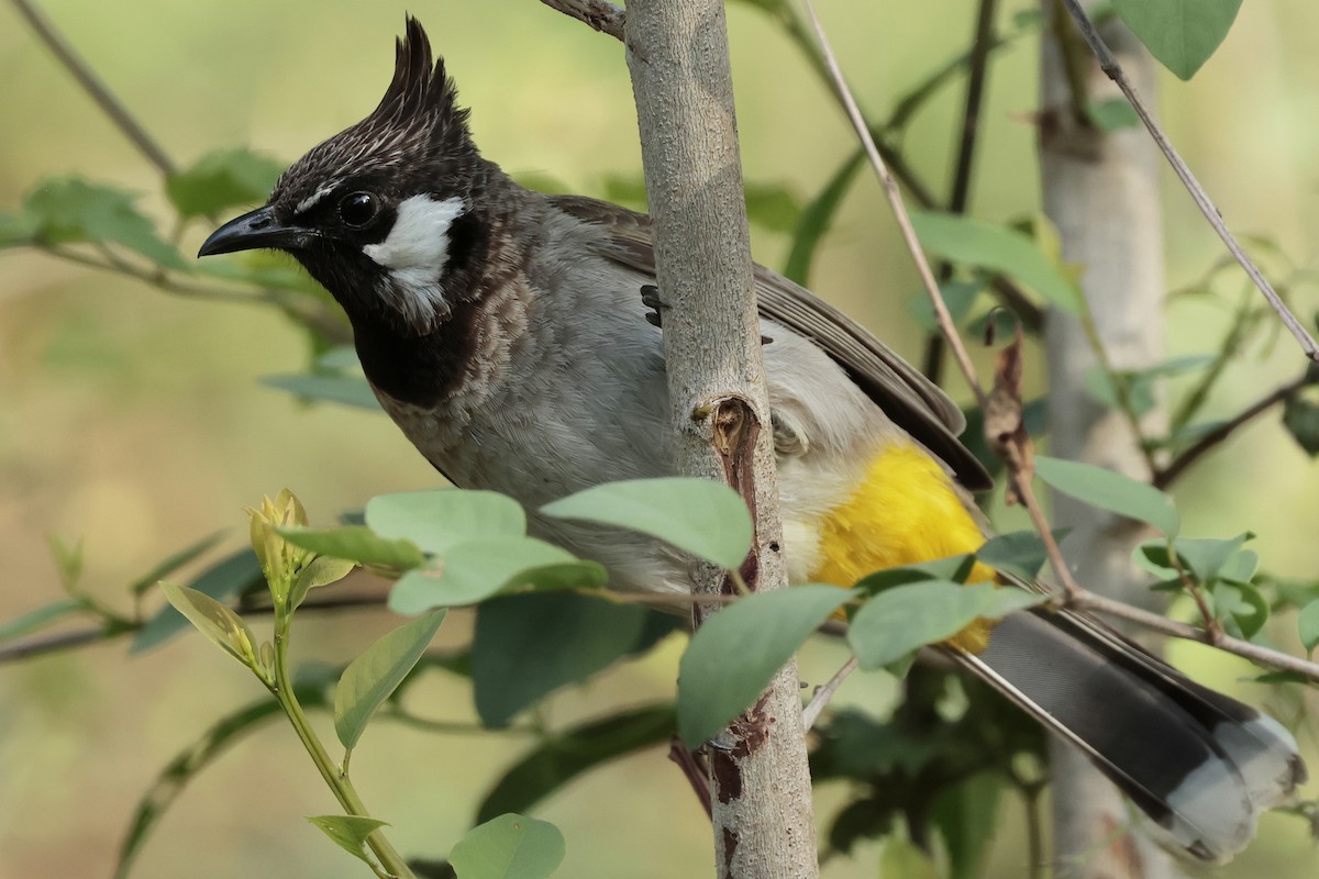 Himalayan Bulbul - ML640880046