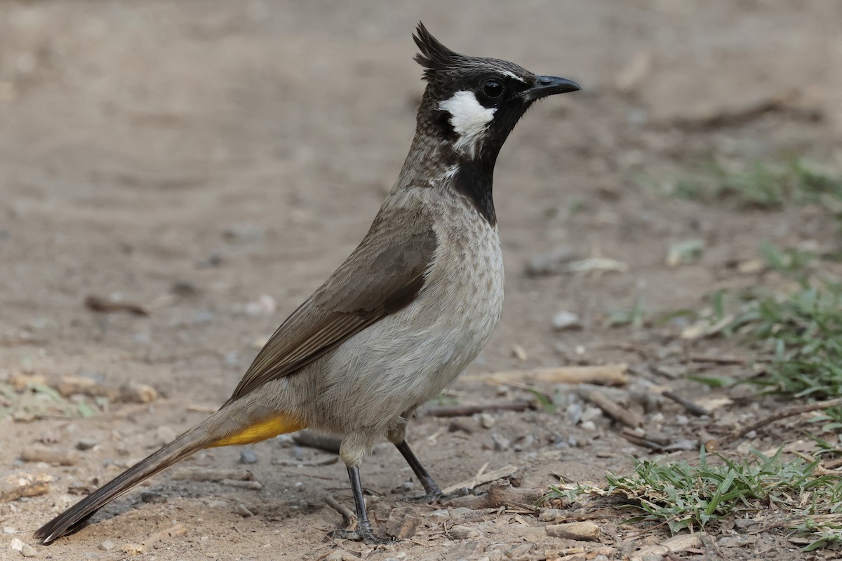 Himalayan Bulbul - ML640880047