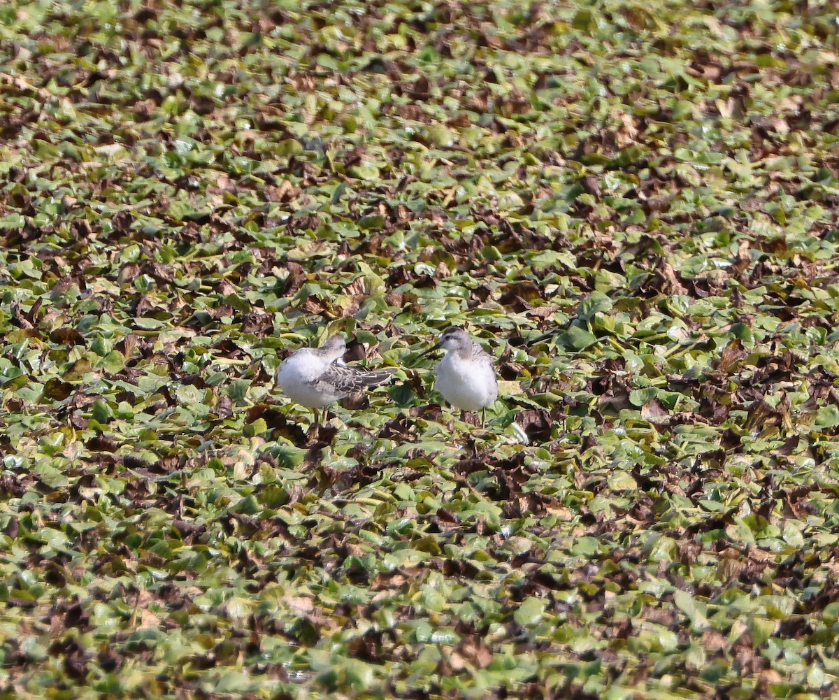Wilson's Phalarope - ML640880073