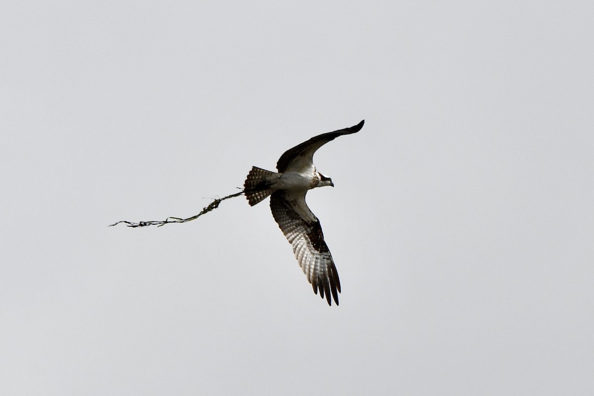 שלך (carolinensis) - ML640880088