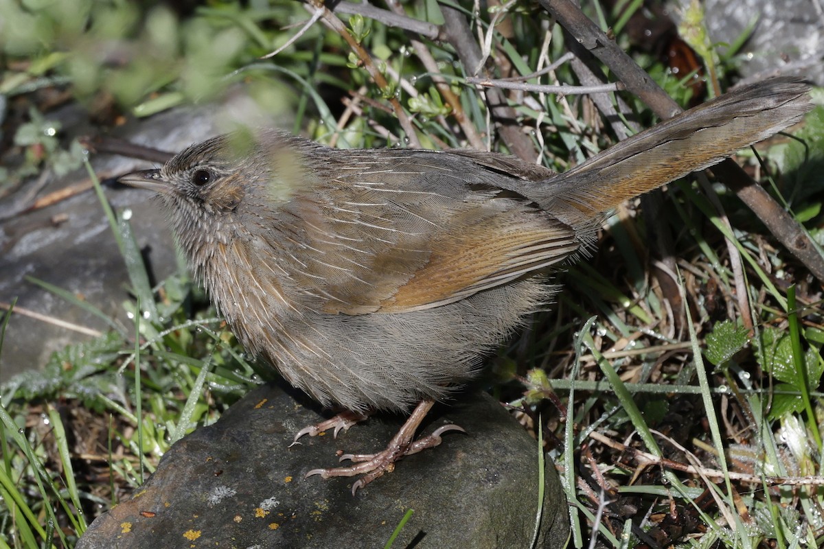 Streaked Laughingthrush - ML640880107