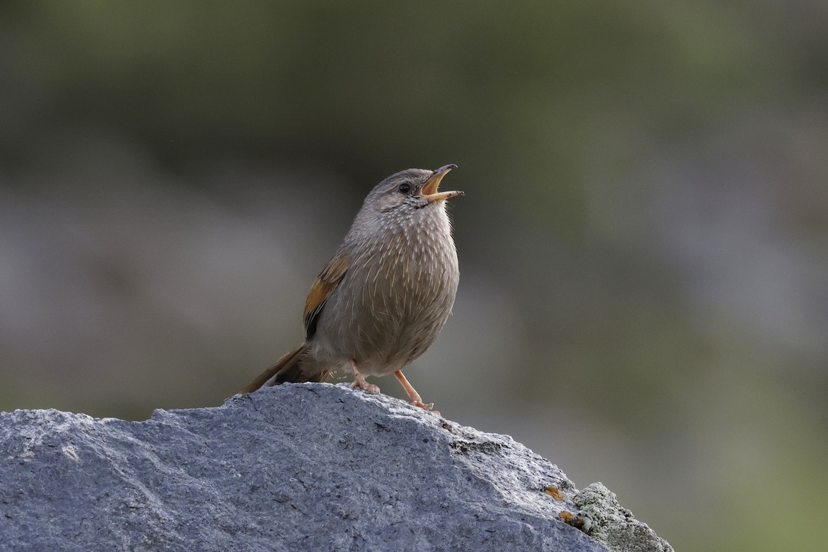 Streaked Laughingthrush - ML640880108