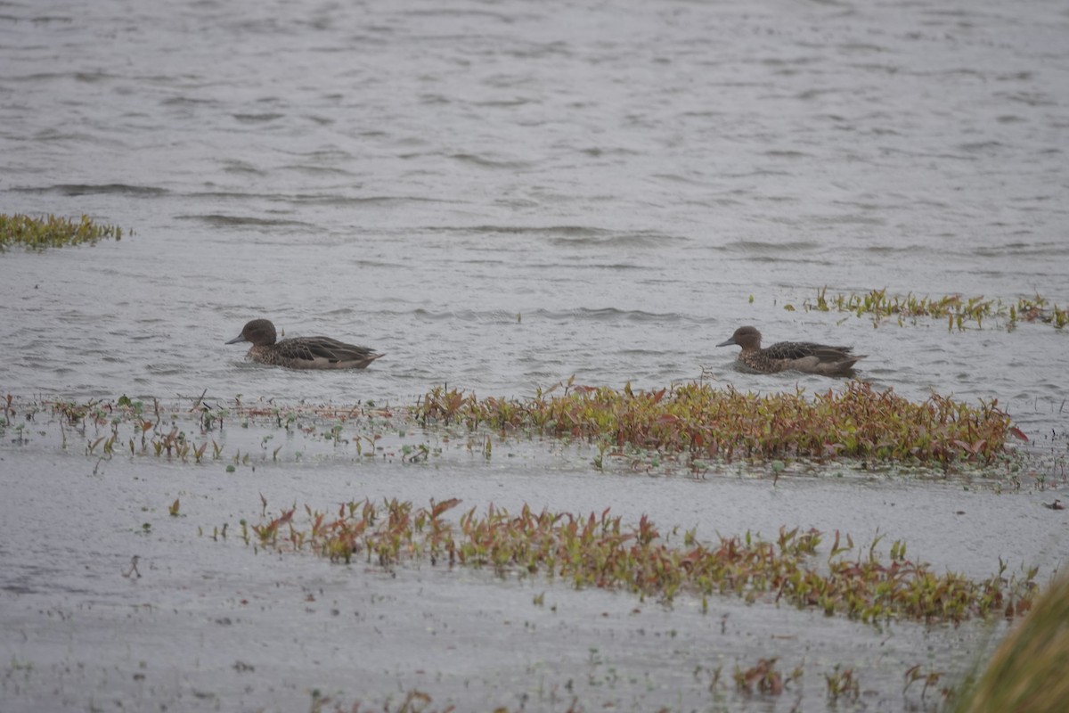 Andean Teal - ML640880117