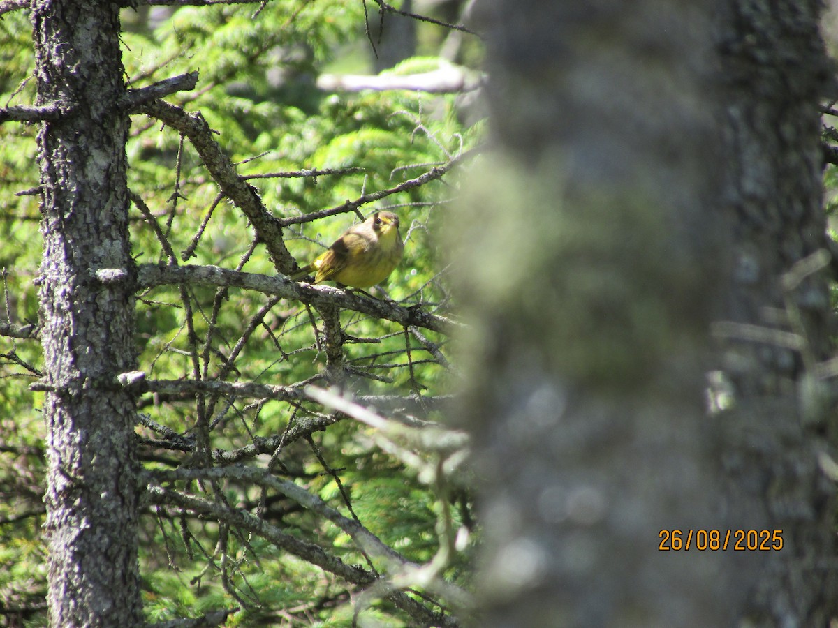 Palm Warbler - ML640880158
