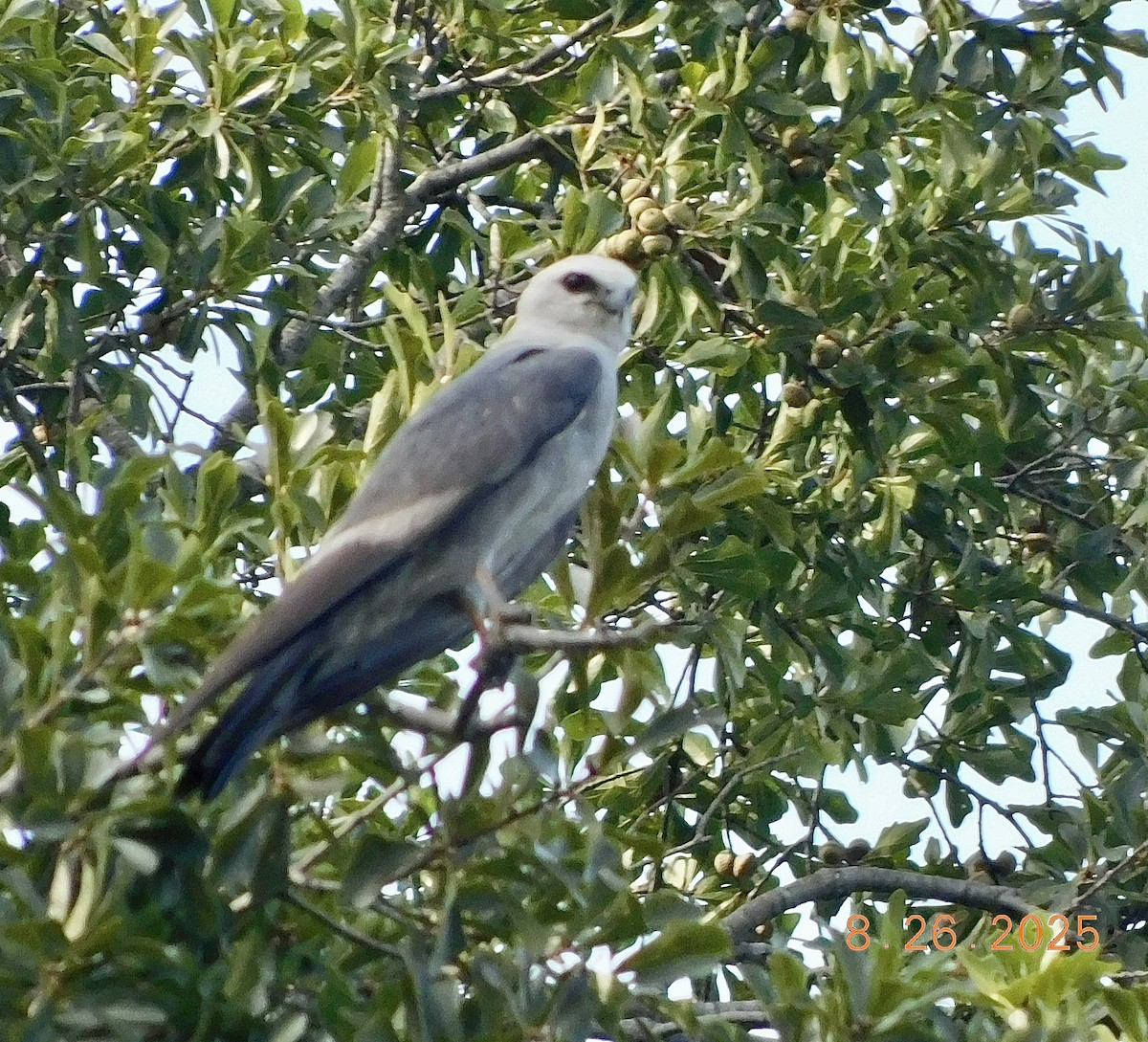 Mississippi Kite - ML640880189