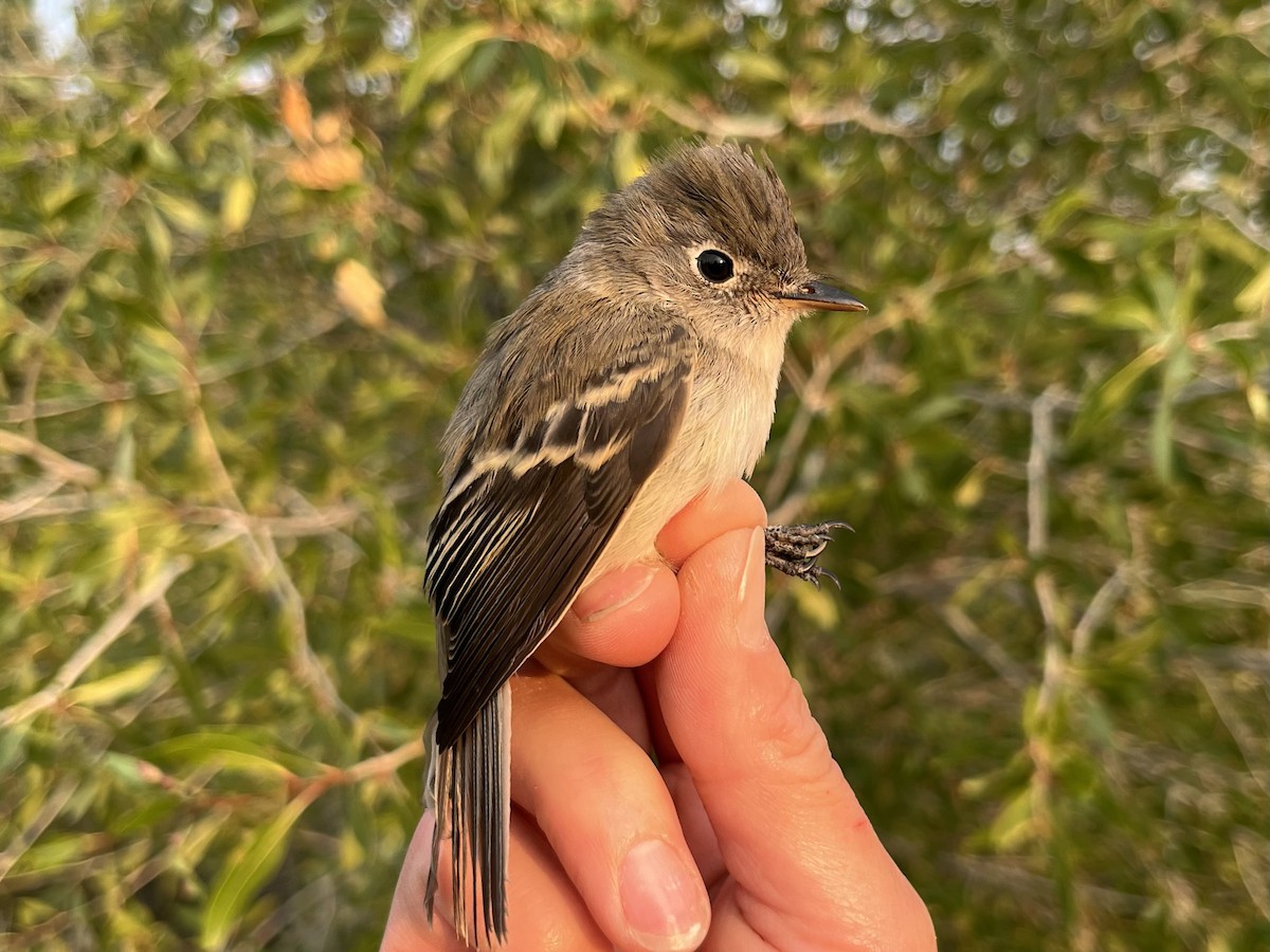 Least Flycatcher - ML640880190