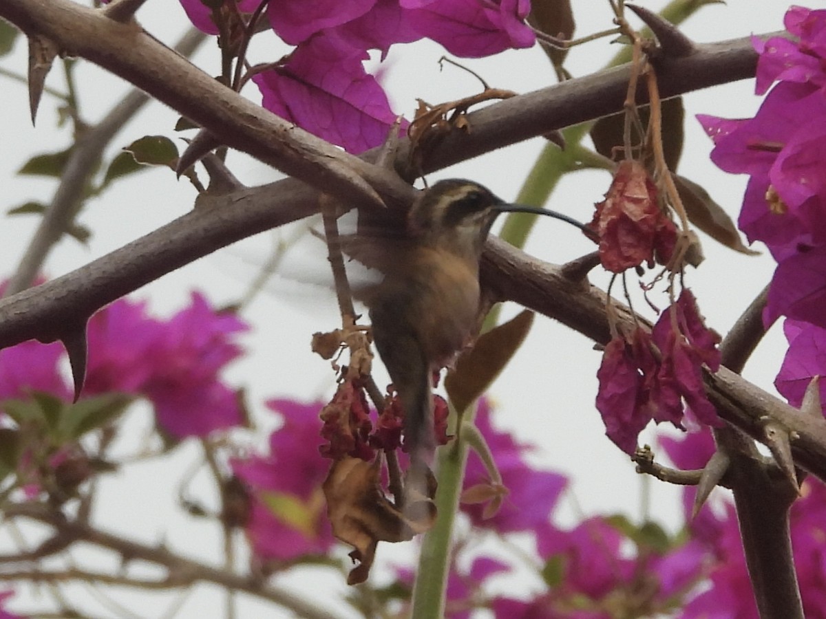 Dusky-throated Hermit - ML640880210