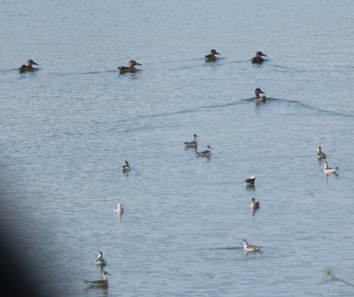 anatidé sp. (canard sp.) - ML640880280