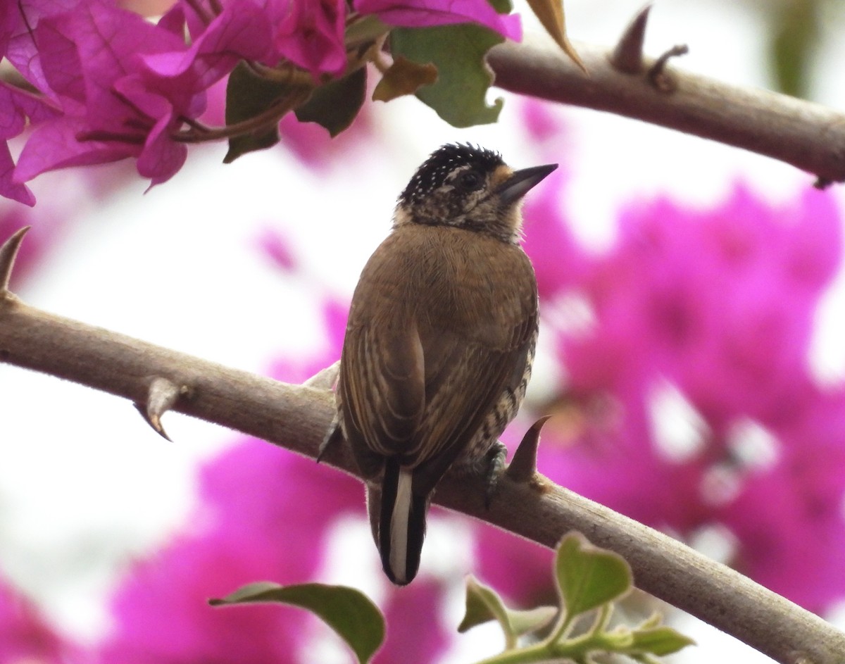 White-barred Piculet - ML640880299
