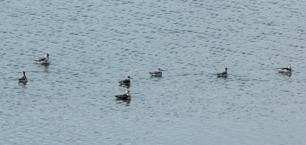 Red-necked Phalarope - ML640880320