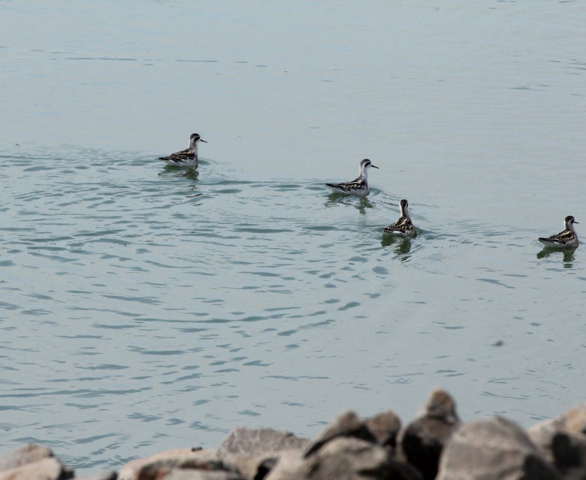 Red-necked Phalarope - ML640880361