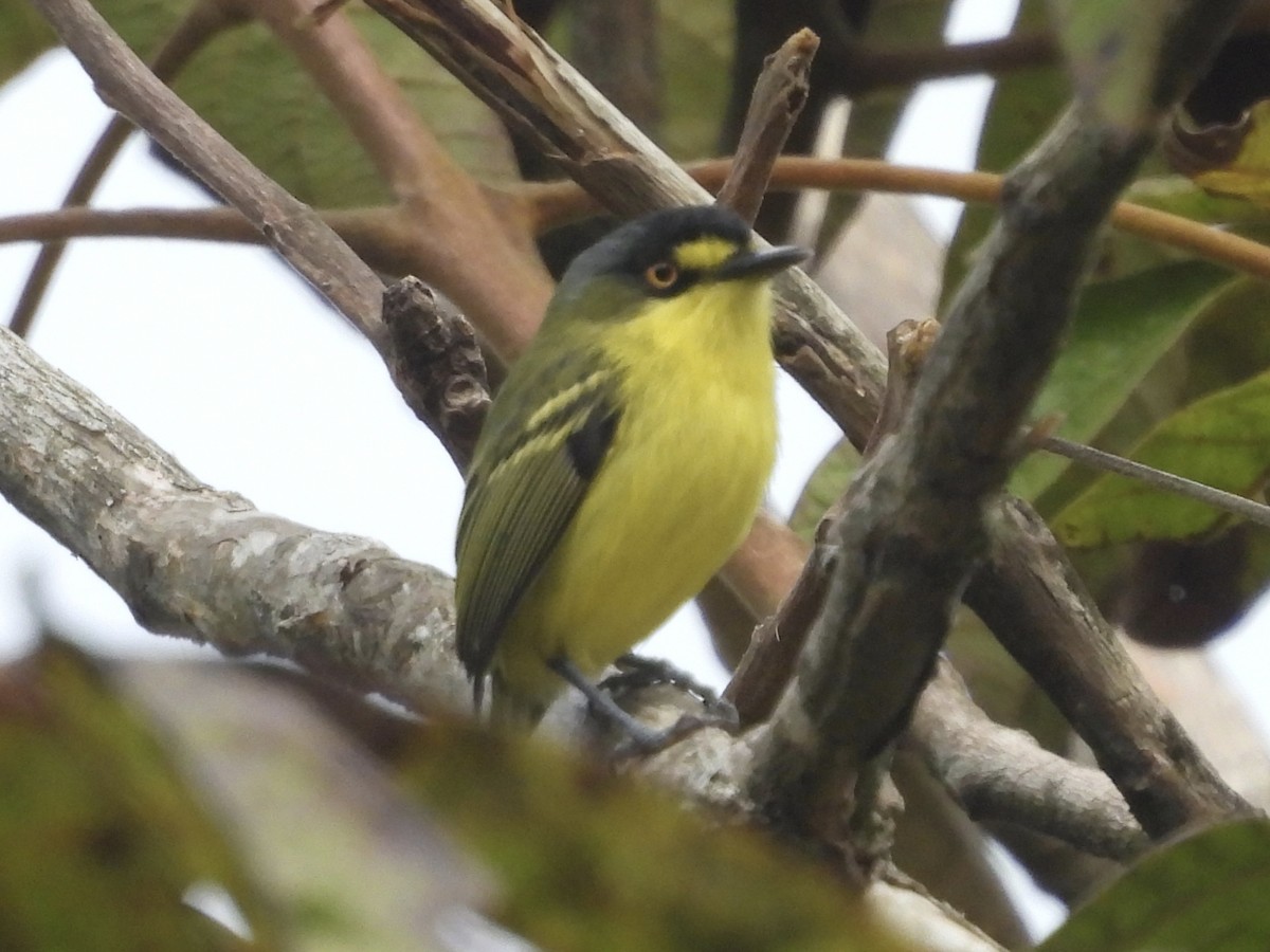 Gray-headed Tody-Flycatcher - ML640880391