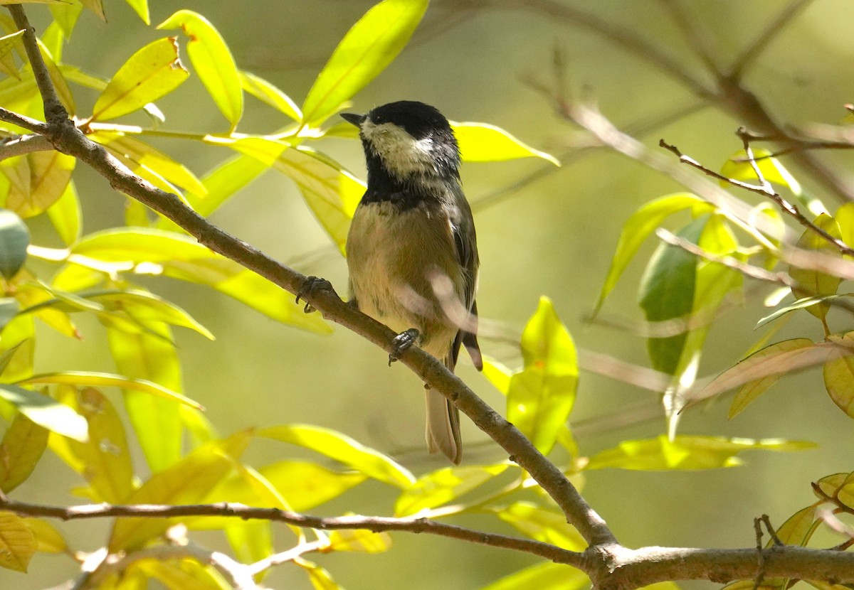 Mexican Chickadee - ML640880417