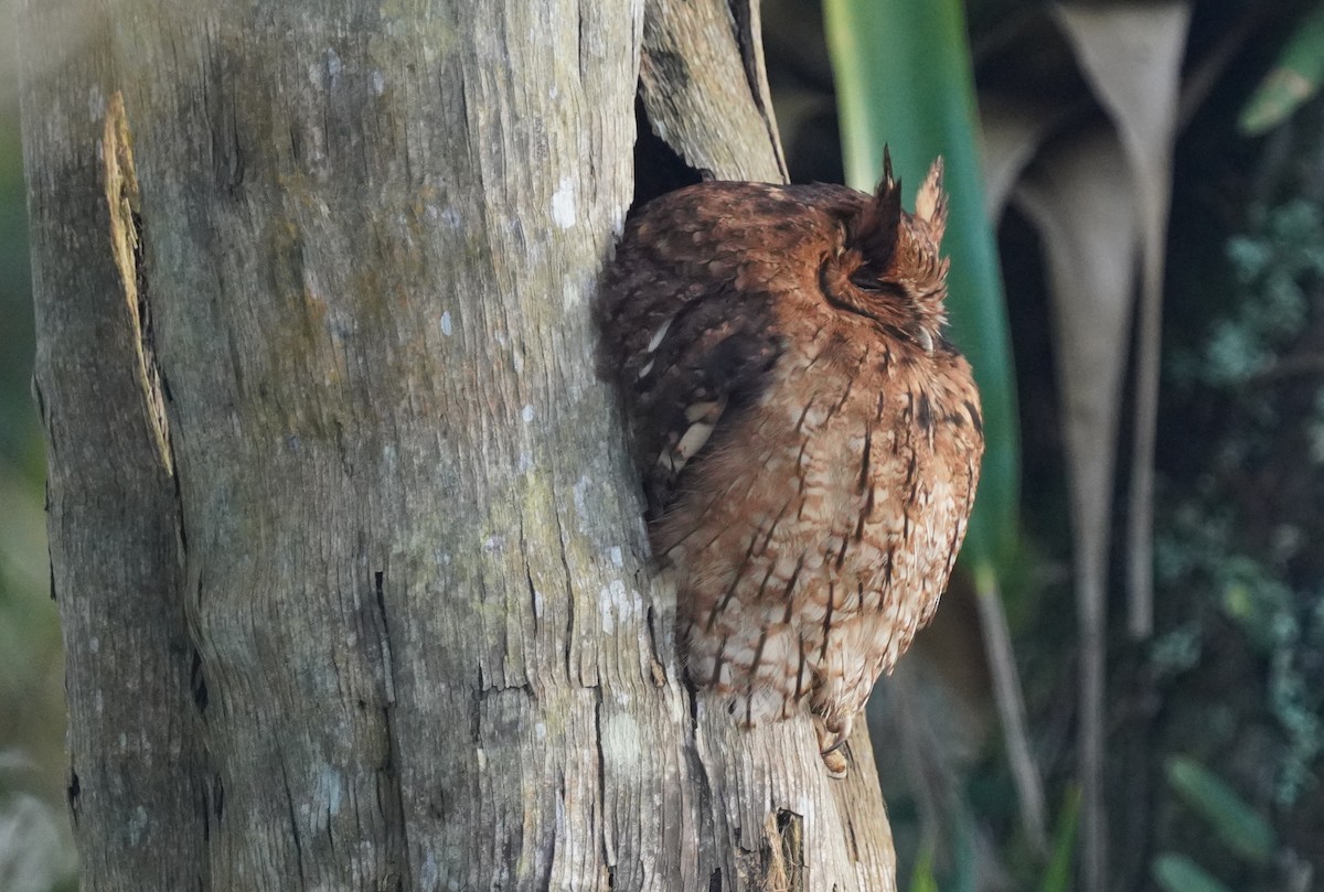 Long-tufted Screech-Owl - ML640880479