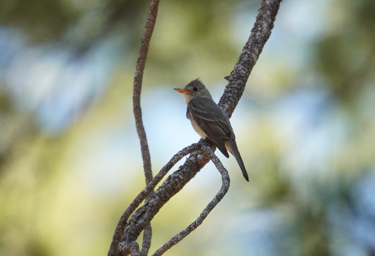 Greater Pewee - ML640880584