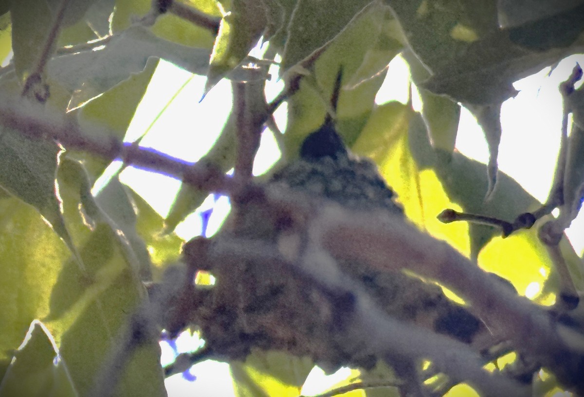 Berylline Hummingbird - ML640880656