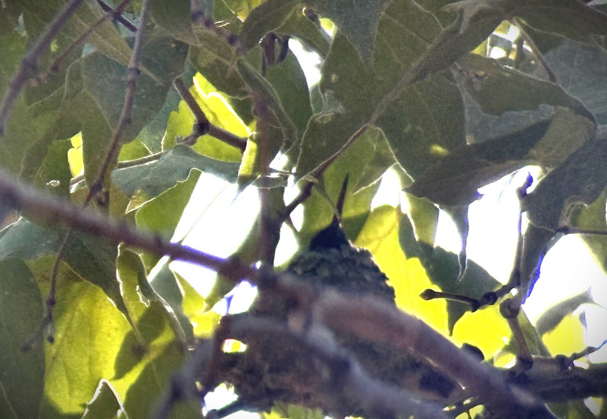 Berylline Hummingbird - ML640880657