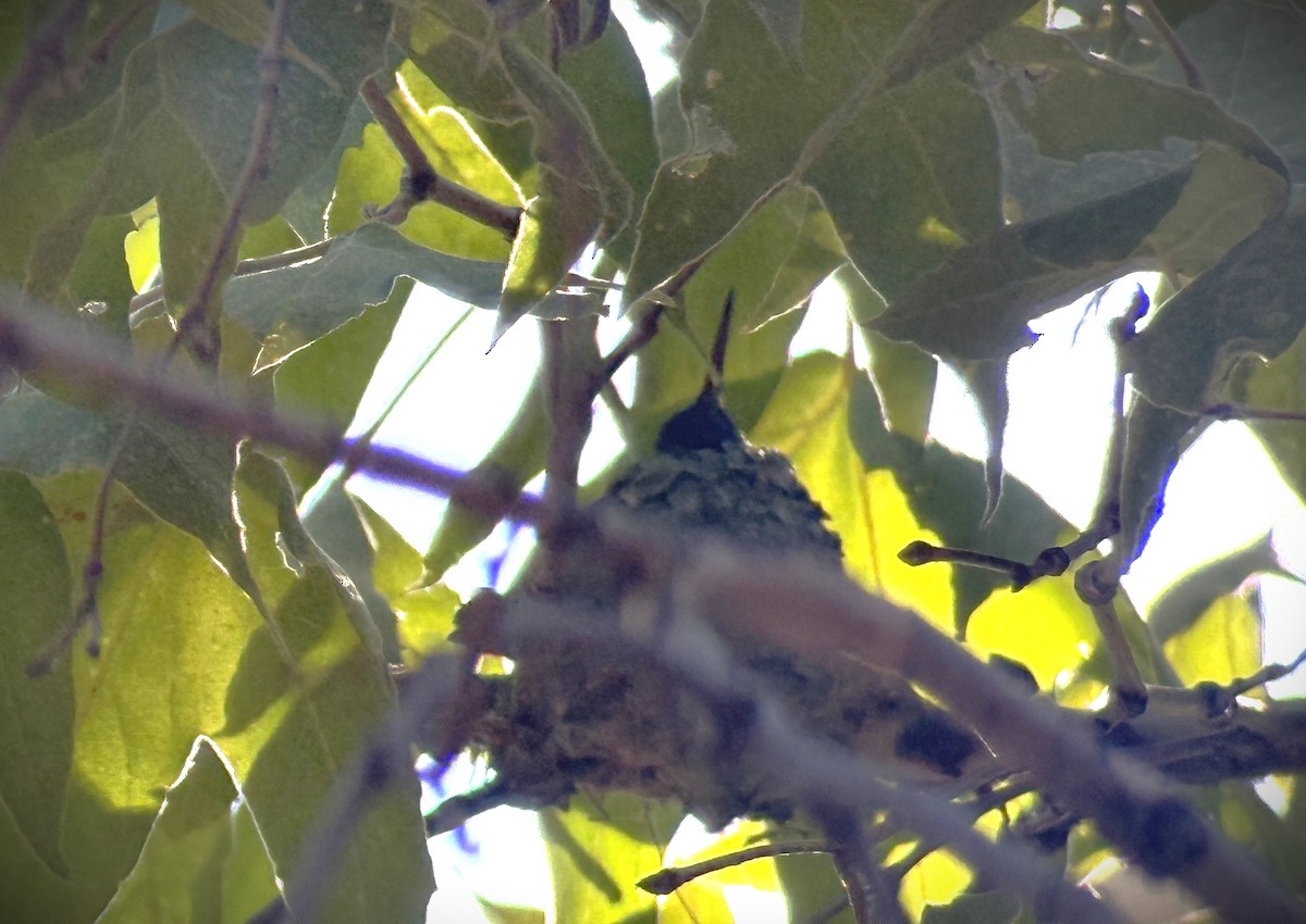 Berylline Hummingbird - ML640880658