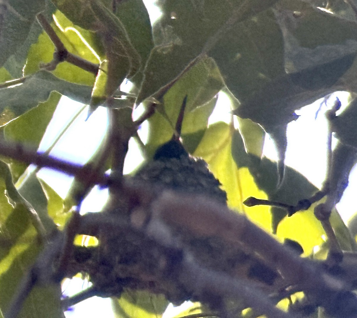 Berylline Hummingbird - ML640880660