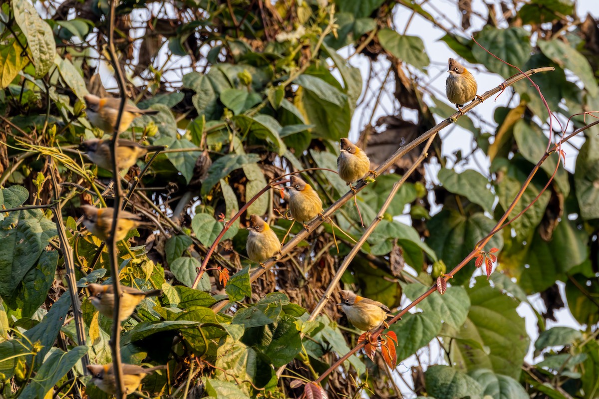 Yuhina Bigotuda - ML640880674