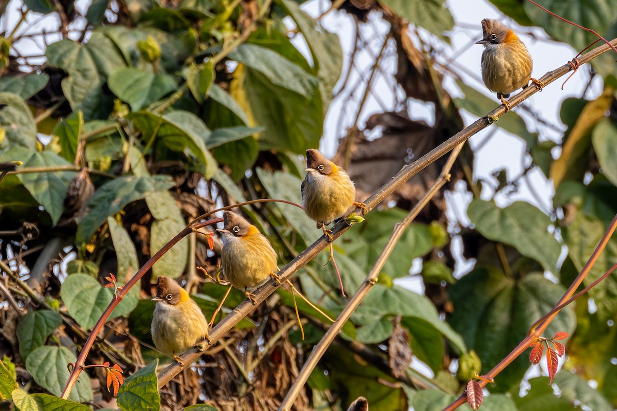 Yuhina Bigotuda - ML640880675