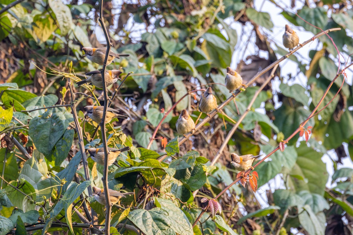 Yuhina Bigotuda - ML640880676