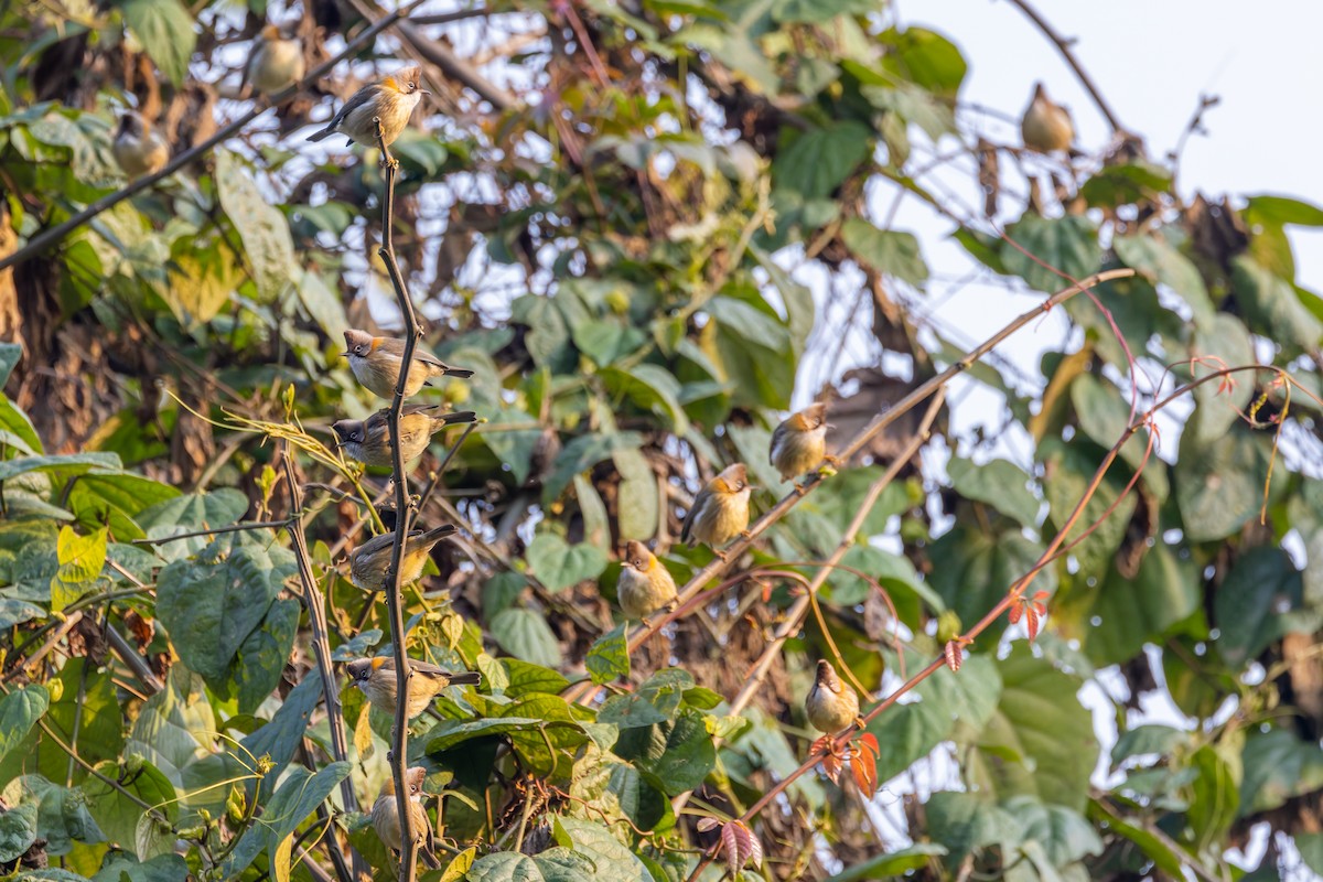 Yuhina Bigotuda - ML640880677