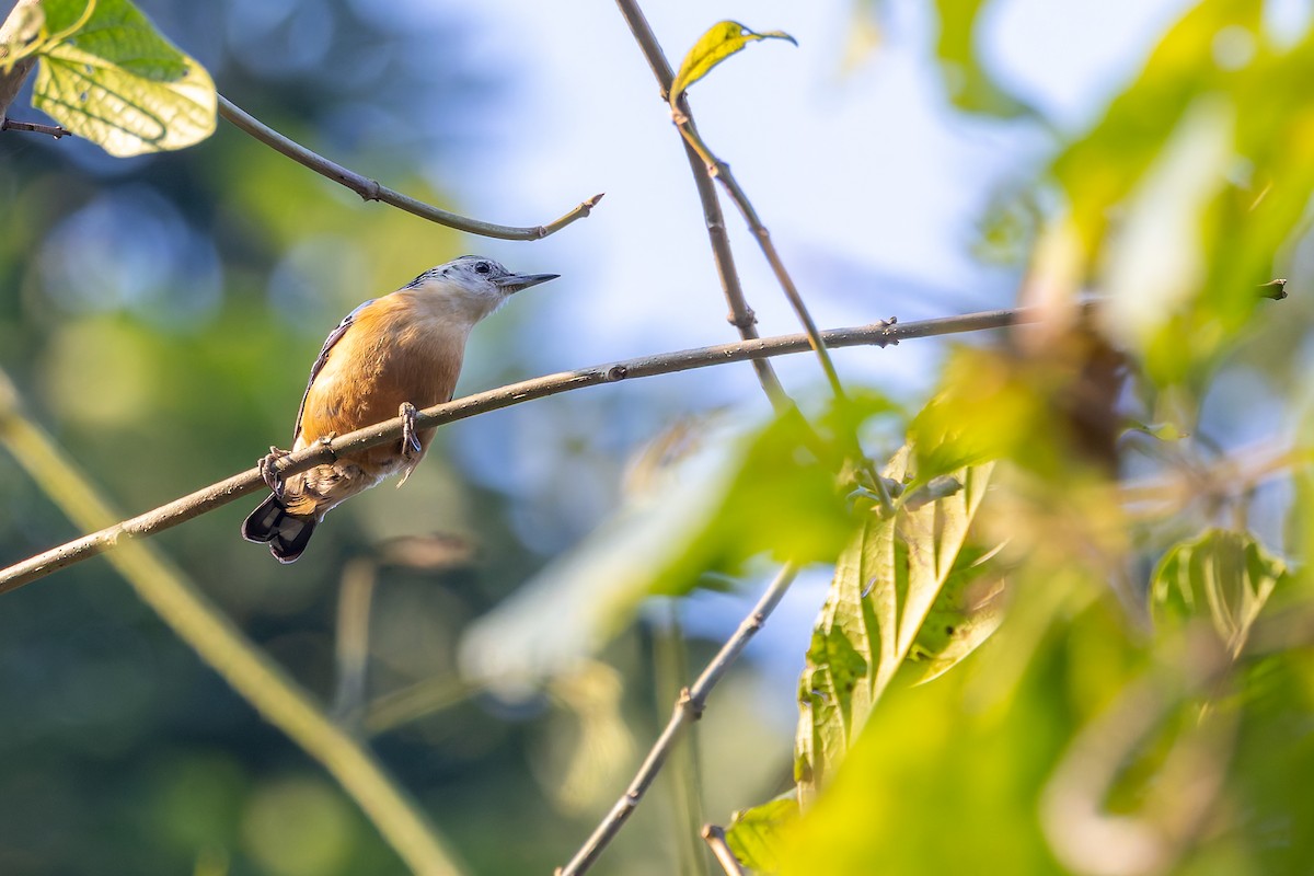 Beautiful Nuthatch - ML640880715