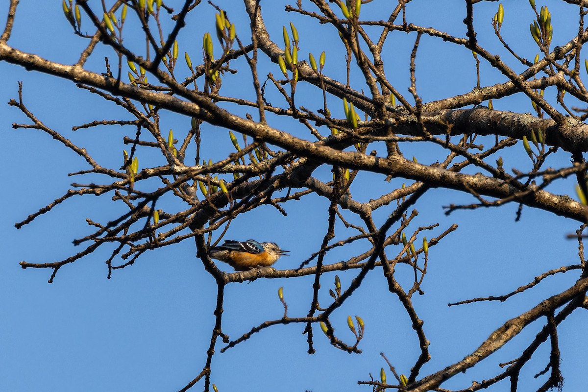 Beautiful Nuthatch - ML640880716