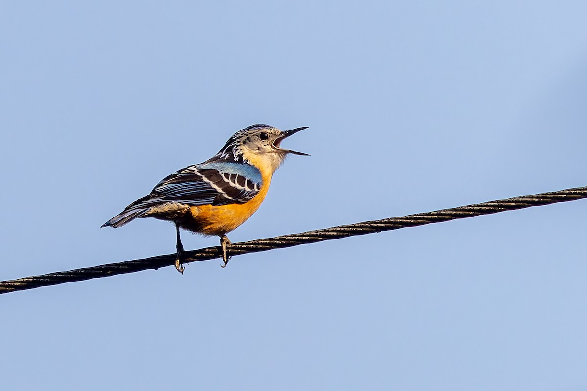 Beautiful Nuthatch - ML640880718
