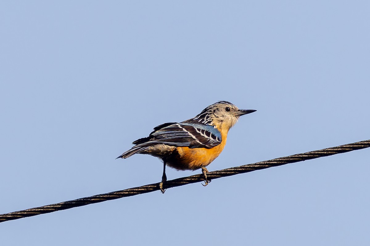 Beautiful Nuthatch - ML640880728