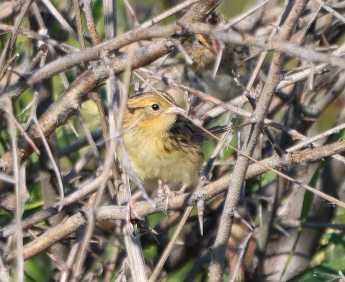LeConte's Sparrow - ML640880819