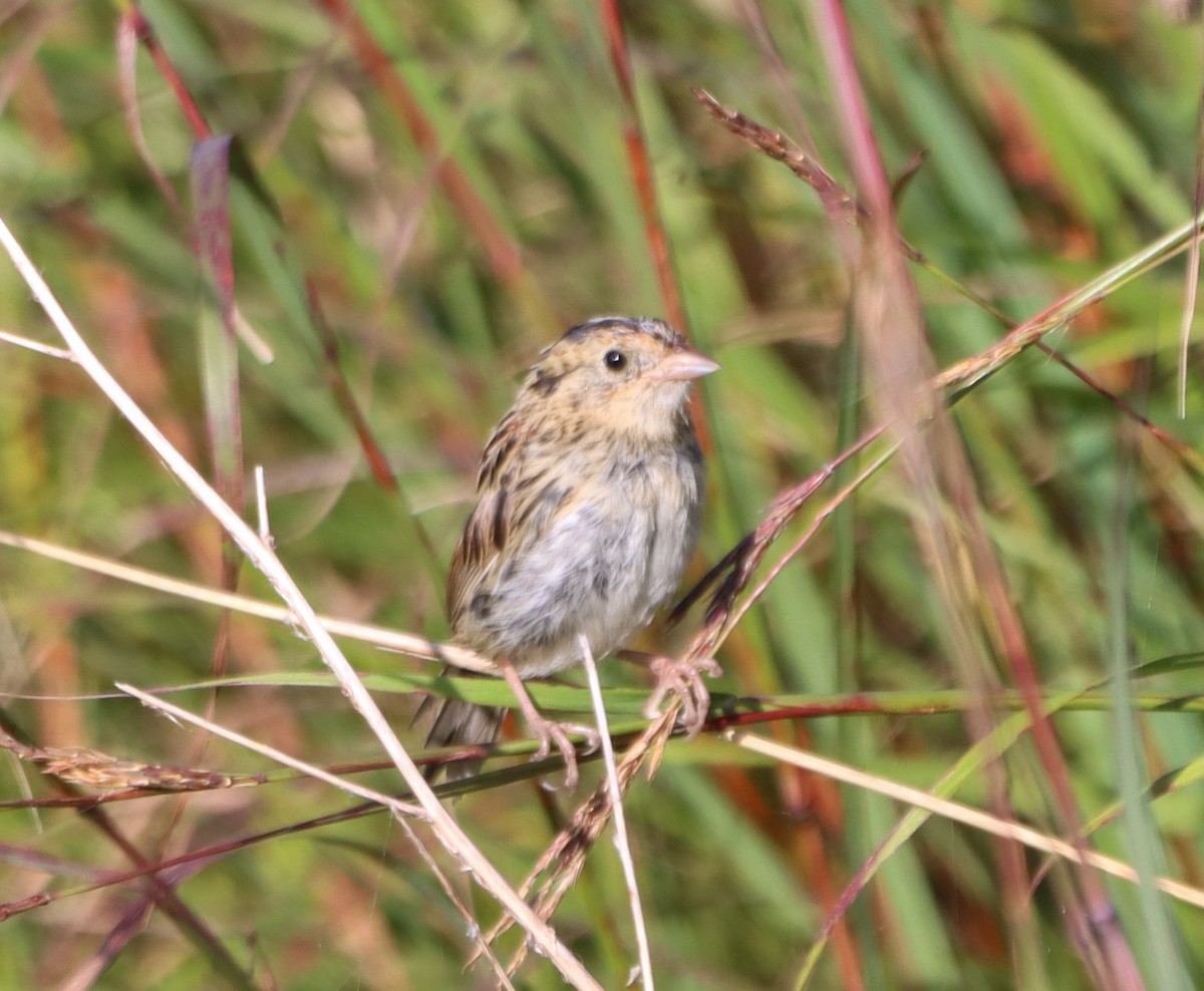 LeConte's Sparrow - ML640880820