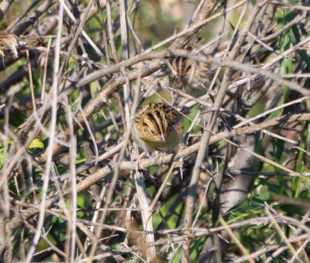 LeConte's Sparrow - ML640880821