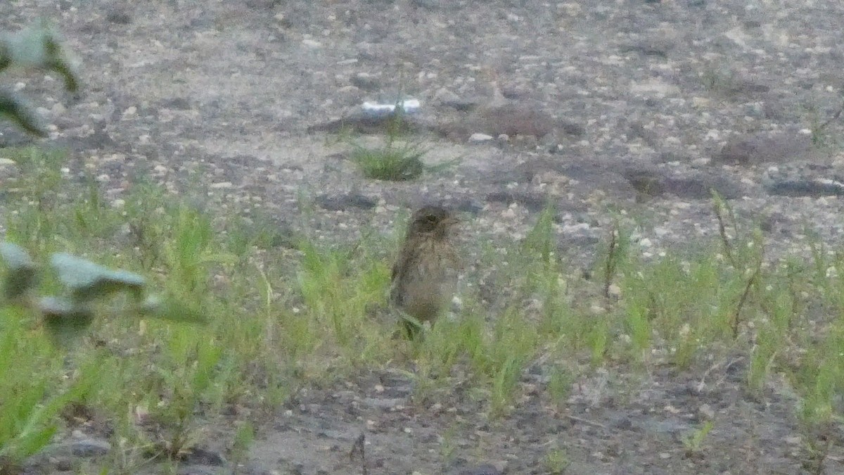 Masked Bunting - ML640880824