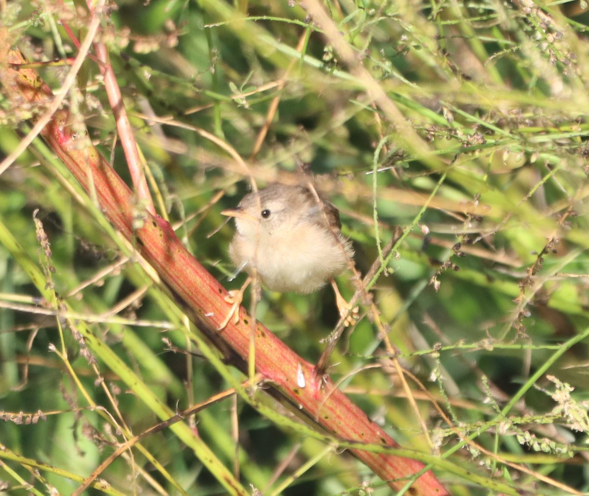 Sedge Wren - ML640880833