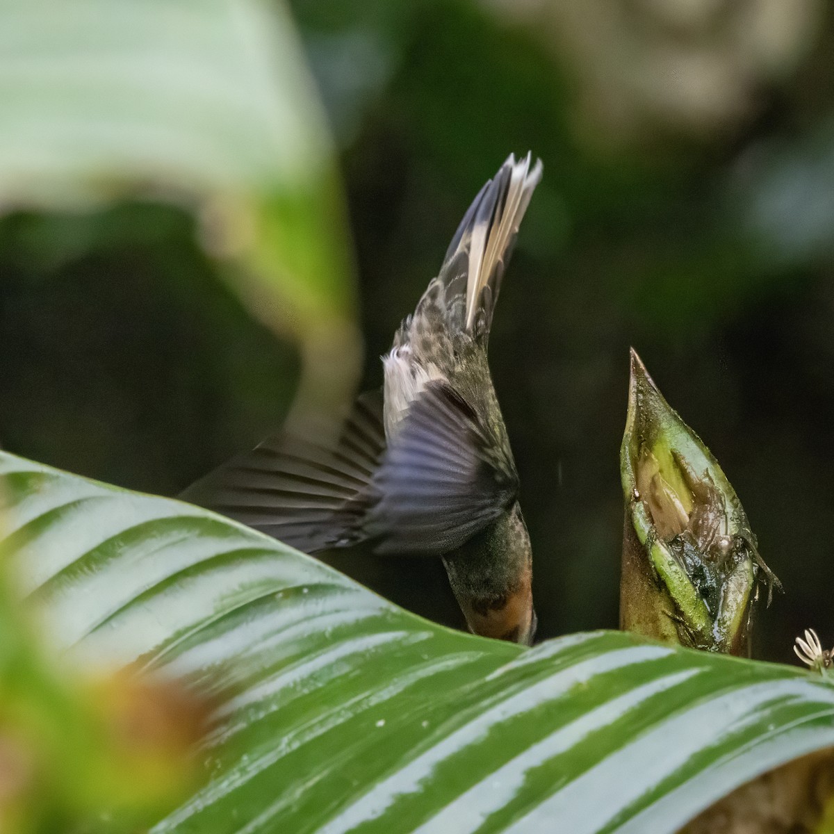 Pale-tailed Barbthroat - ML640880838